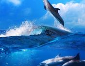 Фотообои с дельфинами