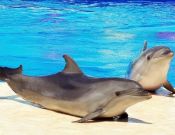 Фотообои дельфины на берегу басейа