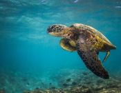 Фотообои с черепахой под водой