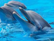 Фотообои дельфины улыбаются
