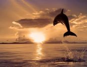 Фотообои дельфин выпрыгнул из воды