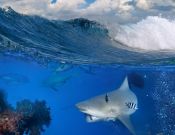 Фотообои акула под водой