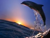 Фотообои дельфины в море на закате