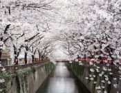 Фотообои цветущие деревья